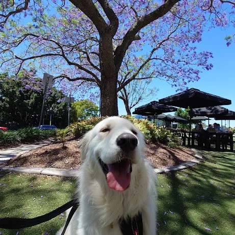 Lush pet-welcoming courtyard tables at MK Bower